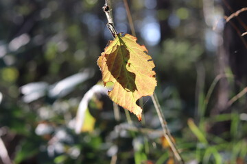 blatt im sonnenlicht wald herbstblatt leuchten
