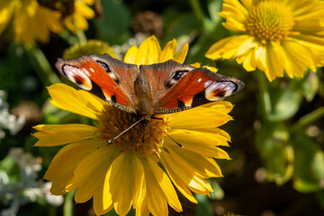 Schmetterling in voller Pracht 