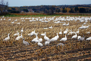 Snow geese in cropped corn field - 462038531