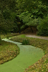 Naklejka premium Le ruisseaux Watermaelbeek couvert de micro-nénuphars en zig-zag sous la végétation luxuriante du parc de la Héronnière à Auderghem 