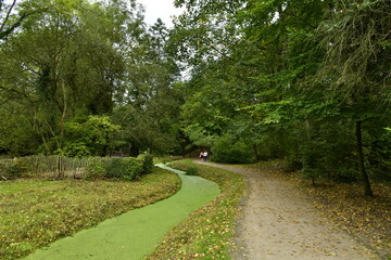 Fototapeta na wymiar Le ruisseaux Watermaelbeek couvert de micro-nénuphars en zig-zag sous la végétation luxuriante du parc de la Héronnière à Auderghem 