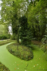 Le ruisseaux Watermaelbeek couvert de micro-n&eacute;nuphars en zig-zag sous la v&eacute;g&eacute;tation luxuriante du parc de la H&eacute;ronni&egrave;re &agrave; Auderghem 