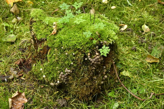 V&eacute;g&eacute;tation sur une souche pourrie au parc de la H&eacute;ronni&egrave;re &agrave; Auderghem 