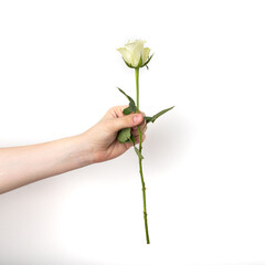 Hand holds a white rose on a white background