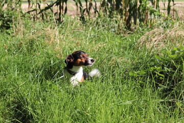 hund im gras jack russel