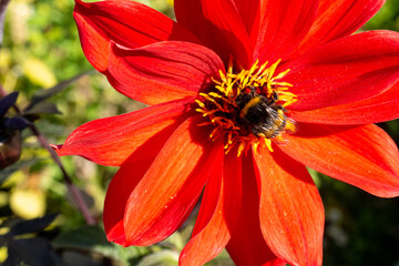 Hummel auf roter Blume 