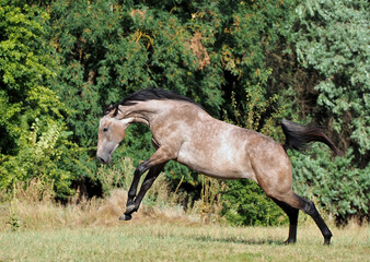 A young warmblood horse born of a bay in the process of changing color to gray - obrazy, fototapety, plakaty