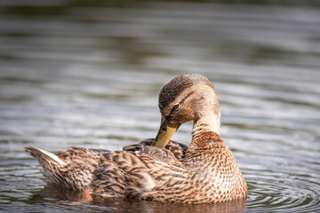 Jeune femelle Mallard sur l'eau, canard sauvage