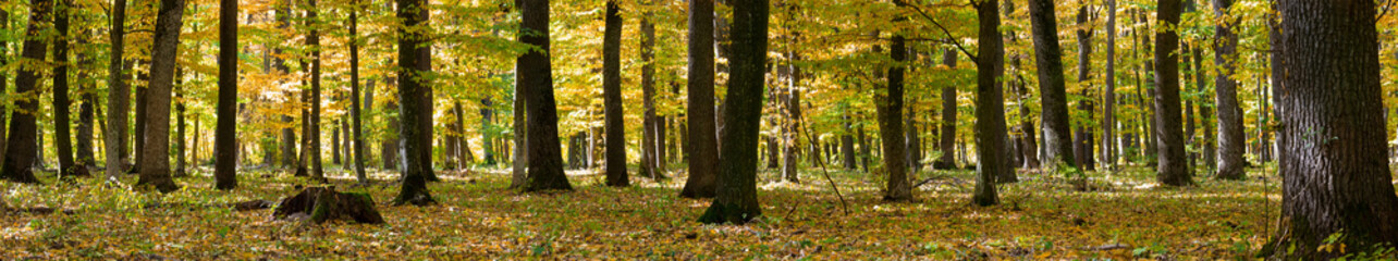 Obraz premium Image of yellow trees in the autumn forest. Panorama of nature in autumn in the forest between the fallen leaves of trees