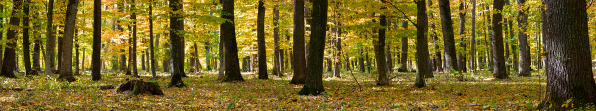 Image of yellow trees in the autumn forest. Panorama of nature in autumn in the forest between the fallen leaves of trees