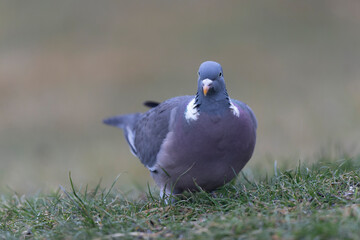 Wood pigeon Columba palumbus in close view perched oder on ground
