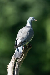 Wood pigeon Columba palumbus in close view perched oder on ground