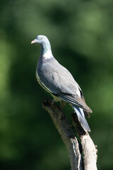Wood pigeon Columba palumbus in close view perched oder on ground