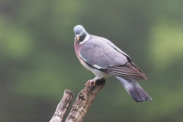 Wood pigeon Columba palumbus in close view perched oder on ground