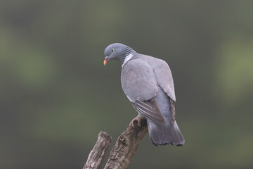 Wood pigeon Columba palumbus in close view perched oder on ground