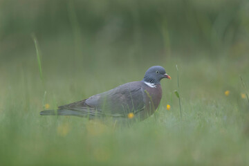 Wood pigeon Columba palumbus in close view perched oder on ground