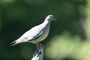 Wood pigeon Columba palumbus in close view perched oder on ground