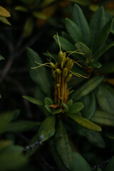blooming rhododendron
