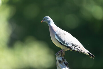 Wood pigeon Columba palumbus in close view perched oder on ground