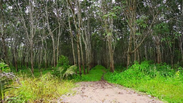 Para rubber tree, Latex rubber, Plantation and tree rubber with in southern Thailand, FHD Slow motion