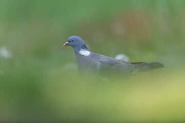 Wood pigeon Columba palumbus in close view perched oder on ground