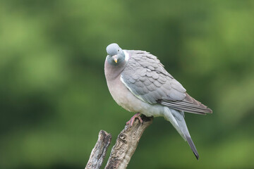Wood pigeon Columba palumbus in close view perched oder on ground