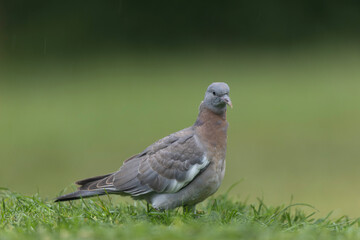 Wood pigeon Columba palumbus in close view perched oder on ground