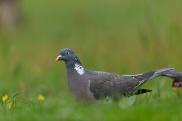 Wood pigeon Columba palumbus in close view perched oder on ground
