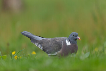 Wood pigeon Columba palumbus in close view perched oder on ground