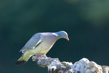 Wood pigeon Columba palumbus in close view perched oder on ground