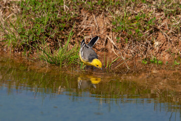 Western Yellow Wagtail (Motacilla flava) perching on the shore of a pond