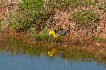 Western Yellow Wagtail (Motacilla flava) perching on the shore of a pond