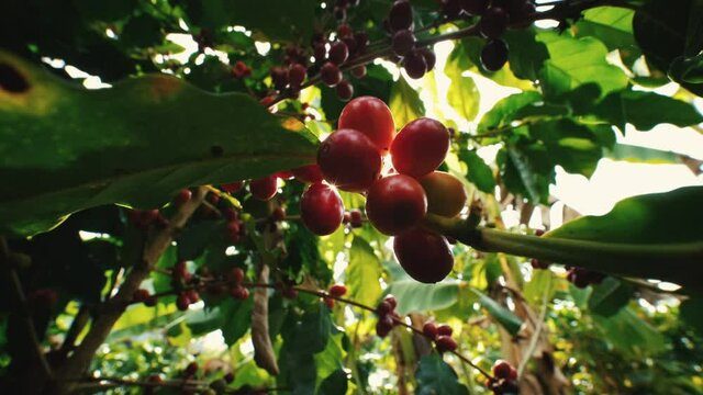 Organic arabica coffee beans cherries ripe on branch in coffee plantation Thailand ready to harvest with light sun flare in the evening, agricultural industry, low angel and dolly out shots