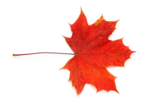Bright red maple leaf isolated on a white background