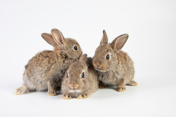 Group of brown rabbit on isolated white background at studio. It's small mammals in the family Leporidae of the order Lagomorpha. Animal studio portrait.