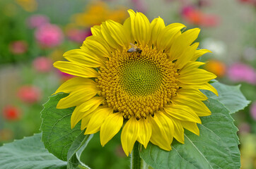 Sonnenblume; Helianthus annuus; sunflower;