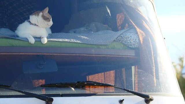 Cat laying on bed in rv integra camper car and looking around trought front window pane. Motorhome traveling with pet.