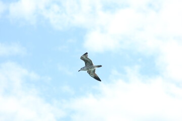 Gaivota isolada voando no céu azul