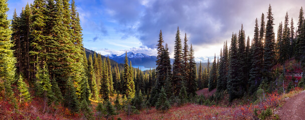 Green Trees and Wild Flowers in Canadian nature. Sunny Fall Season. Taken in Garibaldi Provincial Park, located near Whistler and Squamish, North of Vancouver, BC, Canada. Panorama