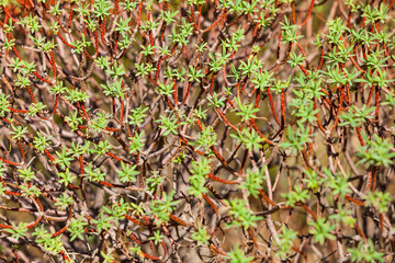 Close up of tiny branches with leaves