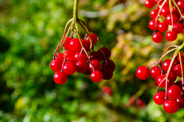 Closeup of bunches of red berries of a Guelder rose or Viburnum opulus shrub on a sunny day
