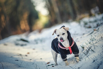 Pies w lesie zimą - obrazy, fototapety, plakaty