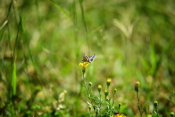 beautiful butterfly eating