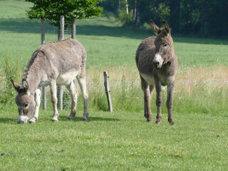 Naklejka na ściany i meble Friendly donkeys on a meadow