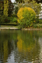 L'arbre en boule à feuillage en partie dorée se reflétant dans les eaux de l'étang de la pêcherie au parc de la Héronnière à Auderghem 