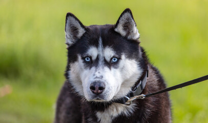 The dog walks in nature