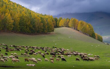 Sheep graze on the spacious meadows of the Kyrchyn area in cloudy weather. The beginning of autumn...