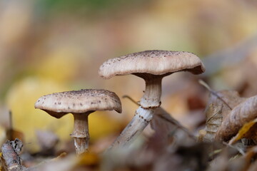 Pilze
