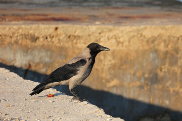 Crow sits on concrete off the coast