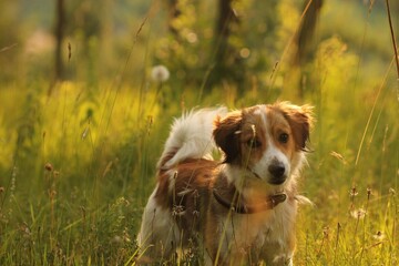 un cane nell'erba in estate
